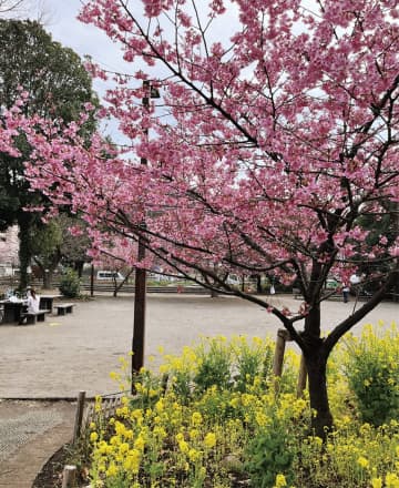 河津桜と菜の花の共演 乞田・貝取ふれあい広場　多摩市