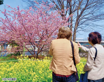 ピンク色と黄色の共演 丸山城址公園で　伊勢原市