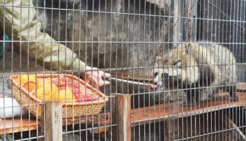 ＰＲ大使「ウタ」へ感謝状 野毛山動物園で離任式　逗子市・葉山町