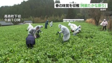 『阿蘇たかな祭り』春の味覚を収穫「白ご飯にあうのが一番の魅力」【熊本】