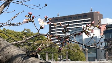 【速報】熊本で『サクラ開花』地方気象台が発表　去年より3日早く