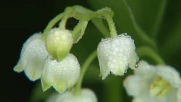 スズランの花が見ごろ　九州では唯一、阿蘇地域に自生　熊本