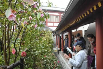 松山市花ツバキ、道後の名所で堪能　ウォークイベントに60人