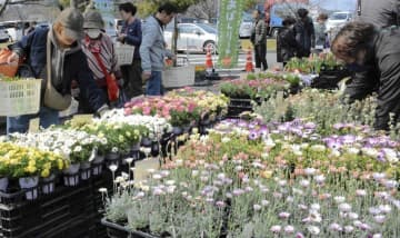 3万点を超える盆栽や草花 「松山植木まつり」始まる