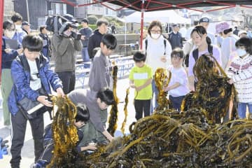 地元養殖ワカメに児童ら舌鼓　松山・高浜漁港で収穫イベント