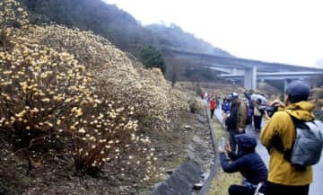 ミツマタの花楽しみ歩く　亀山の天空の森、三重県内外から100人