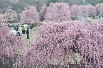 しだれ梅が満開　鈴鹿の森庭園、花見にぎわう　三重