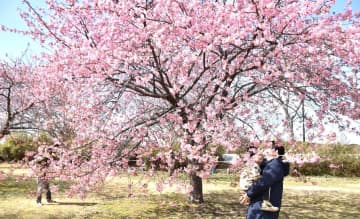 河津桜、春色に染まる　鹿嶋・城山公園　茨城