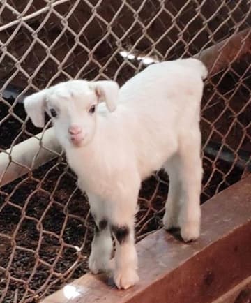 両足にハートマーク　ヤギの「カレンちゃん」　水戸の森林公園　28日から公開　茨城