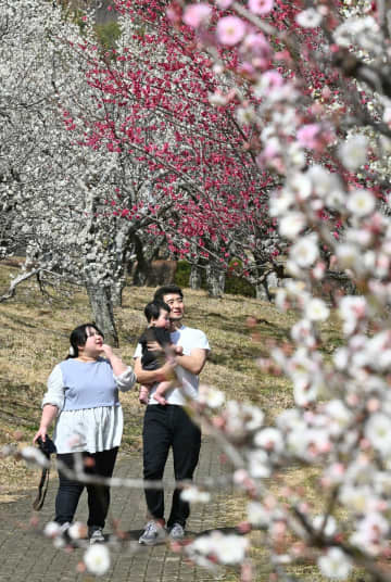 佐野で梅見頃、来園者は半袖姿　栃木県内ぽかぽか陽気に