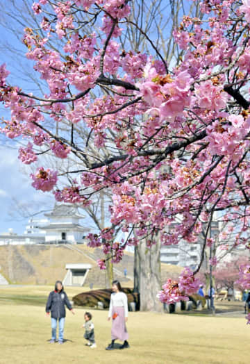 宇都宮城址公園に春の彩り　カワヅザクラ開花進む　3月末にピーク