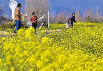 虫取り網を手に子どもら散策　渡良瀬遊水地で菜の花見頃　4月には桜と共演も