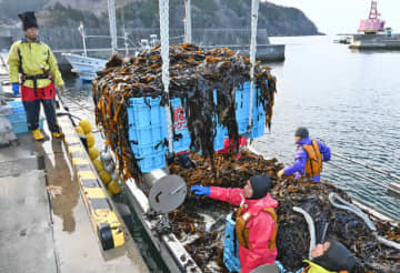 大船渡･綾里で養殖ワカメ収穫始まる　火災影響で2週間ほど遅れ