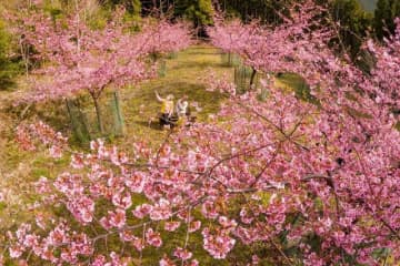 カワヅザクラ見頃　清姫ゆかりの地、和歌山県田辺市中辺路町