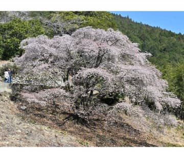 いよいよ桜の季節　古座川町のクマノザクラ満開、和歌山