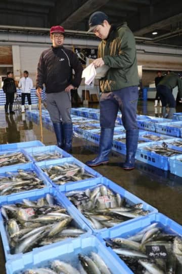 めいつ美々鯵 初競り　最高値キロ1200円　日南市・南郷