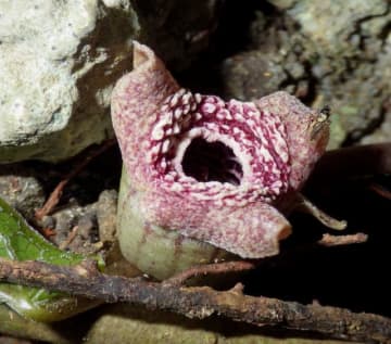 カンアオイ 酵素変化させ臭い成分　宮崎大・稲葉准教授も研究参加　米誌発表