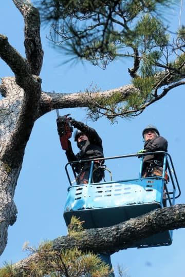 京都・天橋立で樹齢650年の名木「船越の松」伐採　度重なる補強も倒木の恐れ「延命は困難」