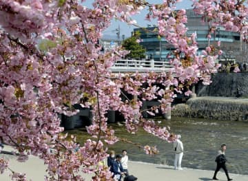 京都市、今年初めて20度を超える　「春の京都」の風情、鴨川の河津桜も咲き誇る