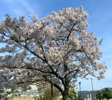 「とてもショック」地元で愛された桜、滋賀県が伐採　開花目前も新施設整備で「やむを得ず」