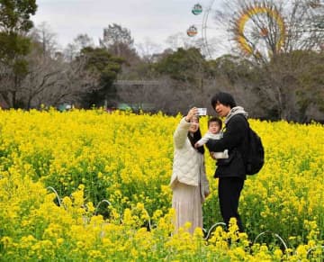 菜の花畑でにっこり　熊本市動植物園、15万本が見頃