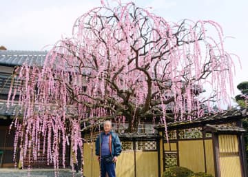 多久でしだれ梅見頃　北多久町の田中さん宅、人気スポットに