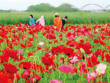 埼玉が誇る日本一の花畑！鴻巣でポピー見頃　赤やピンクが鮮やか　ハゼリンソウ畑や麦なでしこ畑も　会場近くの橋から見える富士山は絶景…関東富士見百景に選ばれる　18日まで「花まつり」