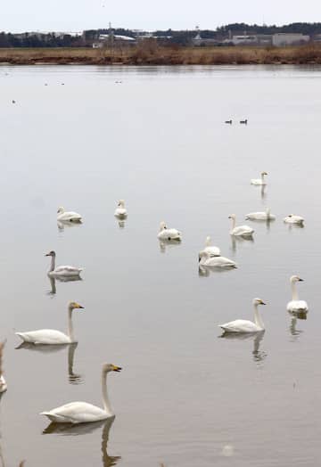 ハクチョウの北帰行、今季は1～2週間早まる　庄内地域、少雪の影響か