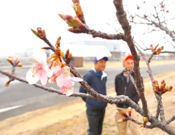 鮮やか カワヅザクラほころび始め　花回廊ゴルフコース 16日に開放