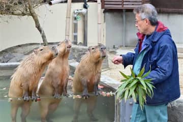 カピバラかわいい！「湯っこ」やクイズに笑顔　大森山動物園、今季の通常営業開始