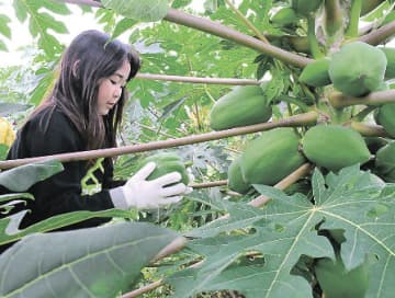 1.5キロに育った青パパイア　児童が収穫体験　群馬・伊勢崎市