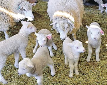 ヒツジの赤ちゃん次々に誕生　元気に飛び回り22日から一般公開　群馬・渋川市の伊香保グリーン牧場