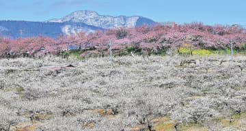 10万本の梅が見頃　雪の榛名山と共演　ぐんま三大梅林の一つ、箕郷梅林（高崎市）