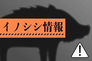 ［イノシシ目撃情報］村上市（5月7日）