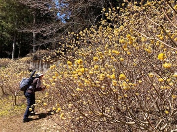 大山の麓、春告げるミツマタに「かわいい」　厚木・七沢の不動尻地区で見頃