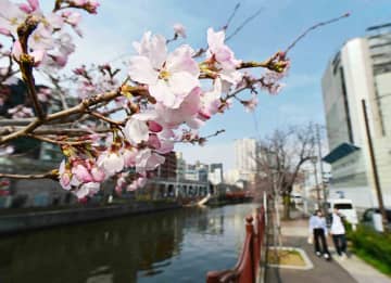 横浜　桜が開花、1週間ほどで満開　昨年より7日早く、5月下旬並みの陽気