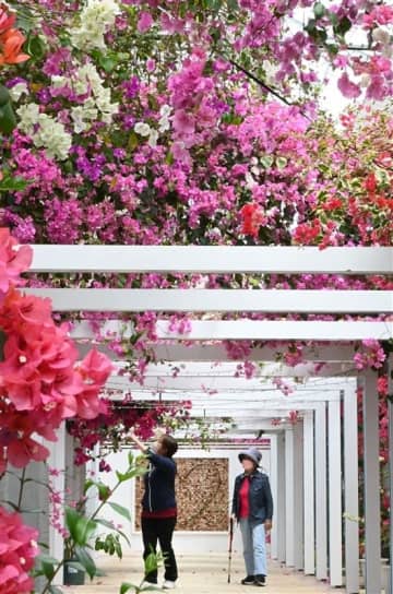 福岡・久留米でブーゲンビリア見頃　「今までで最高の花」5日は高校生以下無料