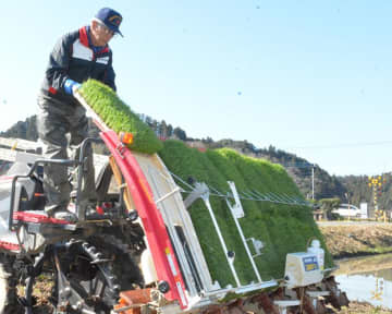 いすみで早くも田植え　わせ品種「五百川」　収穫は7月20日ごろ予定