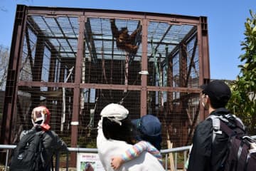 スマトラオランウータン「ウラン」初お目見え　市川市動植物園