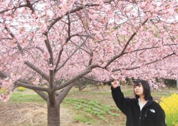 日出町のおおがファームで河津桜が見頃　鮮やかなピンク、春の訪れを感じる【大分県】