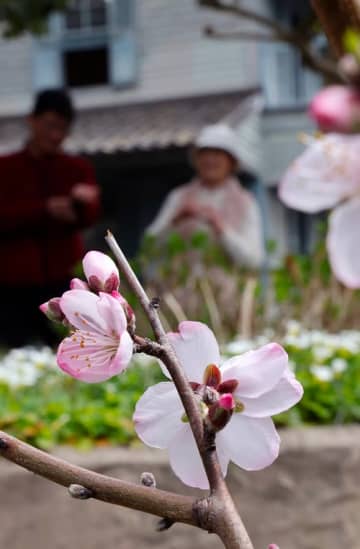 洋館彩るアーモンドの花　長崎・東山手甲十三番館