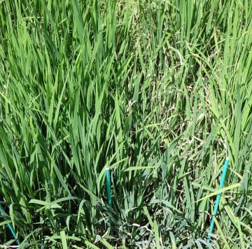 青森県内酒米「華吹雪」「華想い」に後継種　いもち病に強い「BL」に置き換えへ