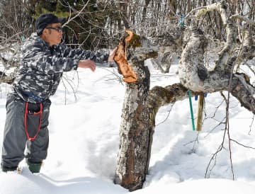 収量に影響「絶対にある」　今冬の大雪、リンゴ樹被害　青森・弘前