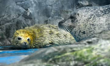 ゴマフアザラシの赤ちゃん誕生／浅虫水族館（青森市）で2年ぶり