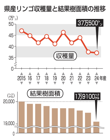 2024年産青森リンゴ収穫量37万500t止まり　猛暑で花芽少なく2年連続40万t割れ