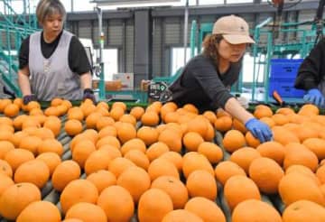 2カ月寝かせて初夏の味　出水で「紅甘夏」出荷ピーク　「今年はいいでき」