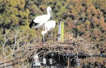 電柱に4回目…巣作りに励むコウノトリのペア　福井県南越前町、感電おそれ撤去されても　町「遠くから見守って」