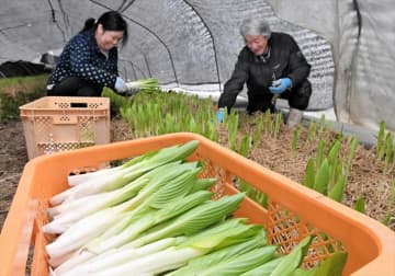 ウらら春の味覚　ウルイ収穫が本格化　福島県古殿町