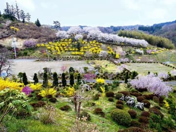 さつき山公園まつり、4月1日開幕　二本松、彩る花木…イベント多彩