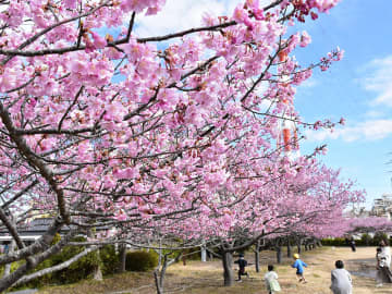 津波冠水にもめげず…この春も、いわき「河津桜」見頃に